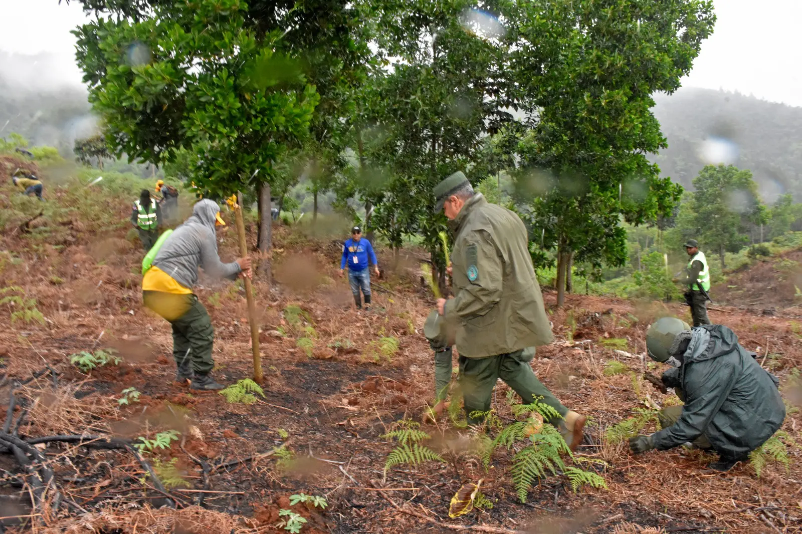 SENPA, Medio Ambiente y MIDE plantan 5,000 árboles de pino para recuperación de Sonadorcito en Monseñor Nouel