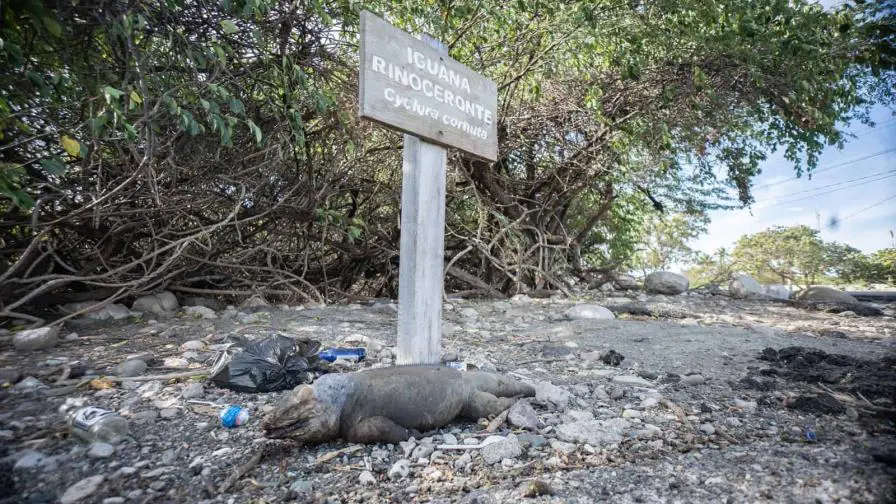 investigan sobre la muerte de iguanas rinocerontes en Baní