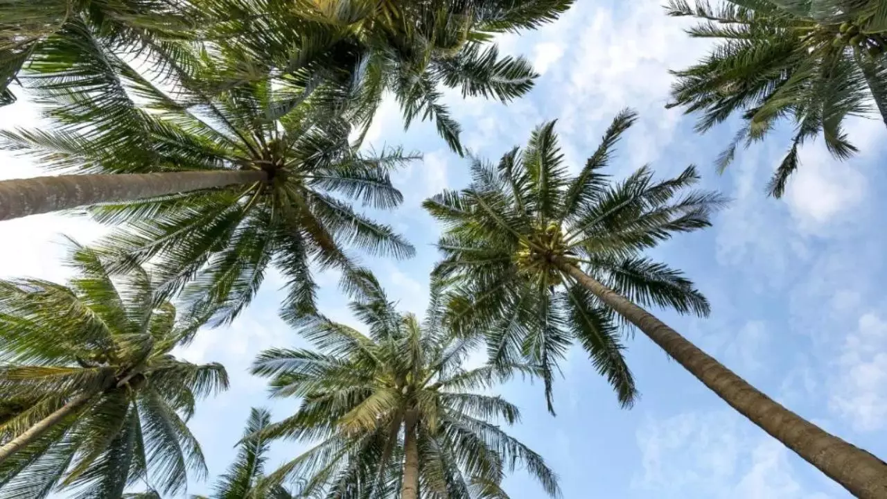 Mayormente soleado durante la mañana de este miércoles; lluvias en la tarde