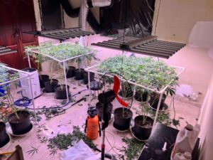 DNCD desmantela invernadero para cultivar marihuana; arrestan un hombre.