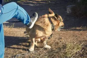 Autoridades apresan a hombre por maltrato animal en Bonao tras viralización de video