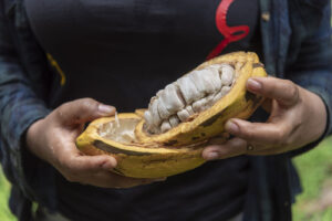 Cacao dominicano impulsa crecimiento exportaciones hacia España en 2024