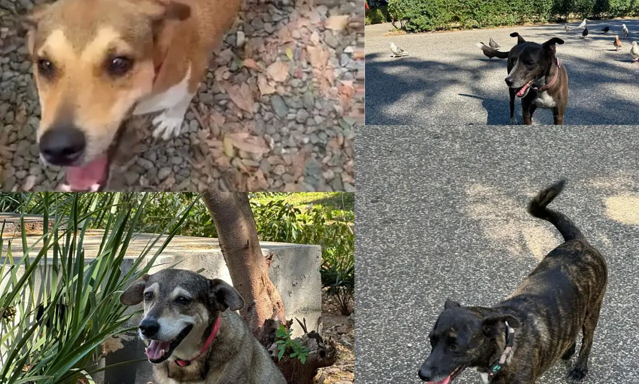 Ciudadanos exigen investigación tras envenenamiento de perros en el Parque Mirador Sur