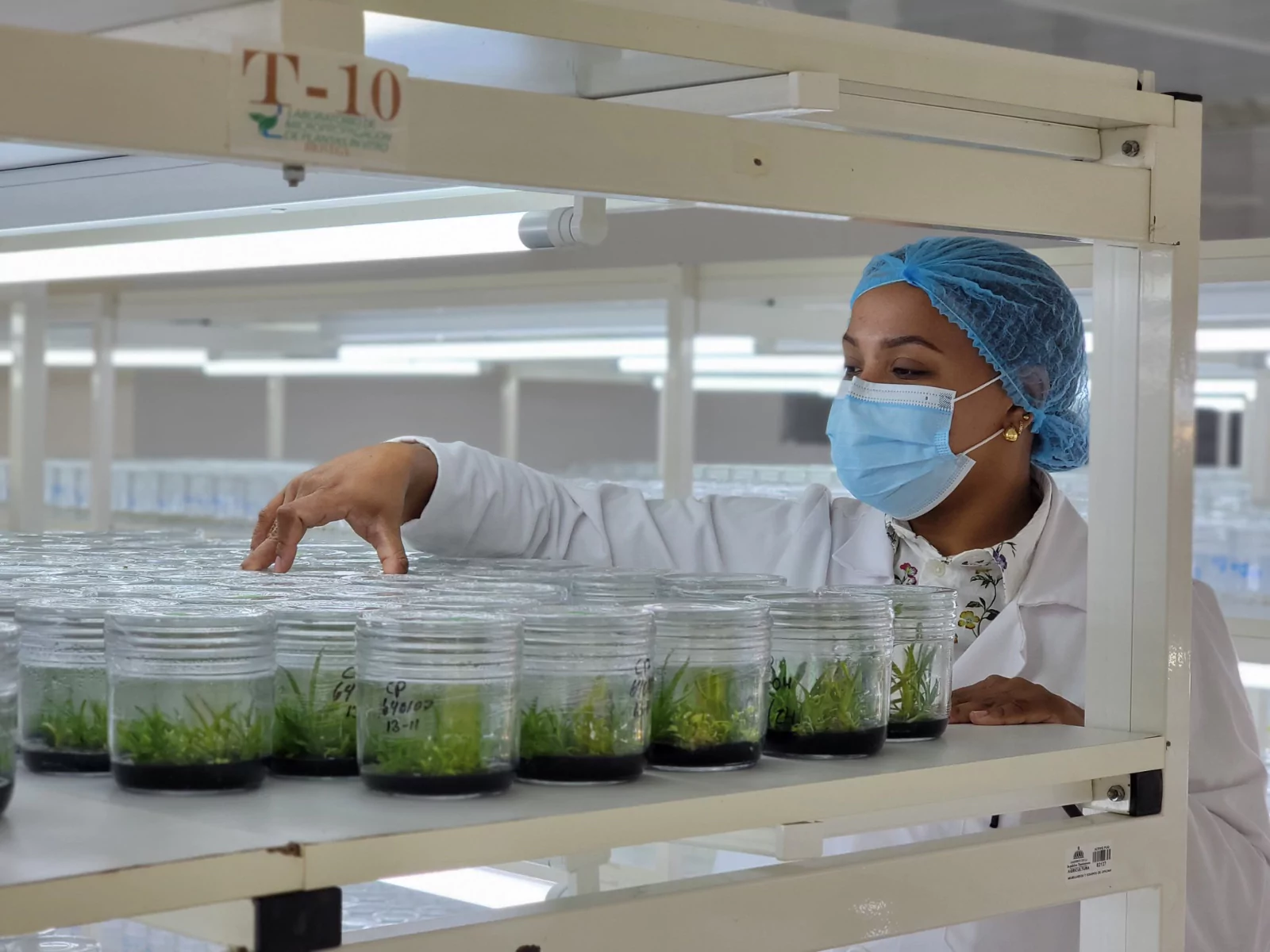 RD produce anualmente un millón y medio de plantas In Vitro a través de laboratorio Biovega