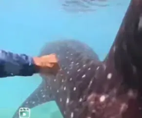 Rescatan en la costa de Barahona un tiburón ballena herido