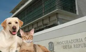 La justicia dominicana toma cartas en el asunto de los animales