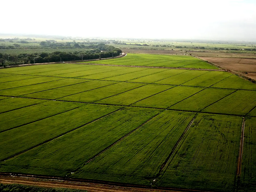 Plantación de arroz en República Dominicana
