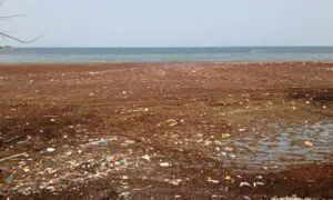 Denuncian acumulación de algas marinas en playa Casita Blanca, Barahona
