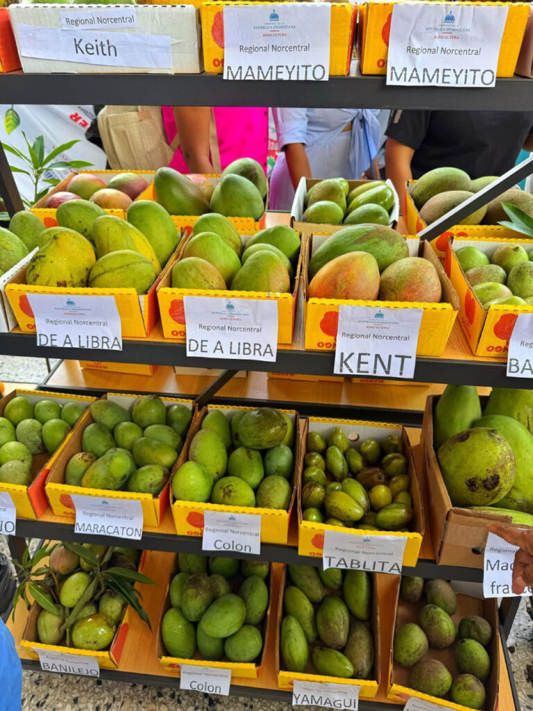 Tipos de mangos dominicanos y sus características