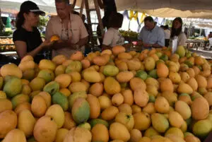 Los mangos dominicanos son ícono de la agricultura local, cultivados con orgullo en Baní, Azua y San Cristóbal.