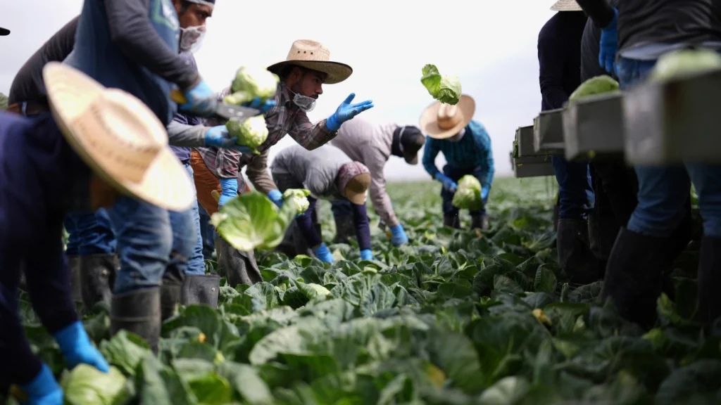 Nuevo plan migratorio de Trump favorece a agricultores