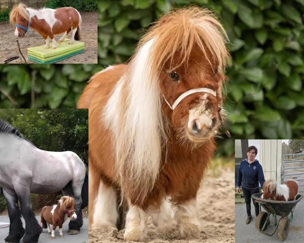 Caballo Pumuckel