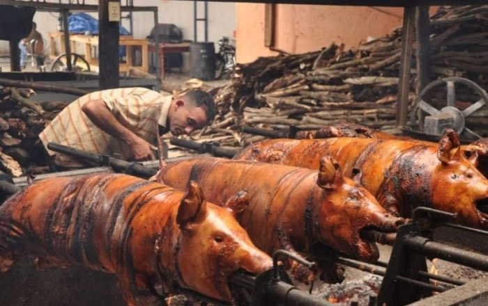 cerdo en puya