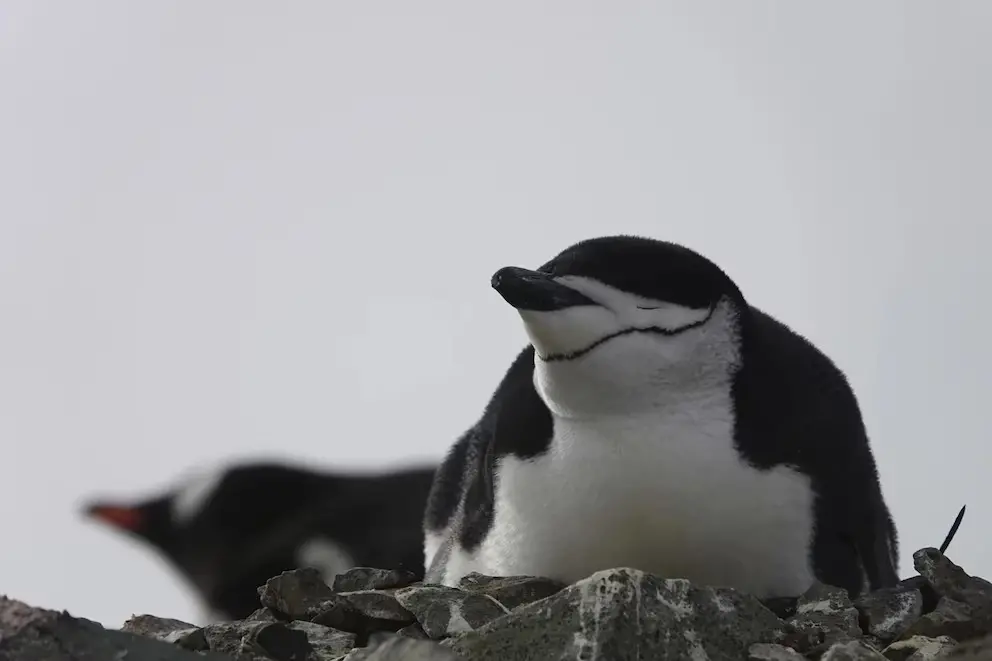 Pingüinos
