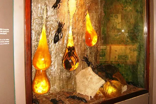 Museo del Ámbar