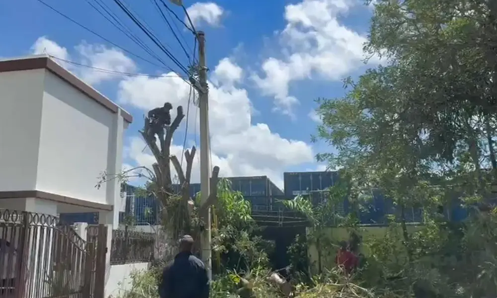 Denuncian tala ilegal de árboles parque protegido - Periódico elCaribe