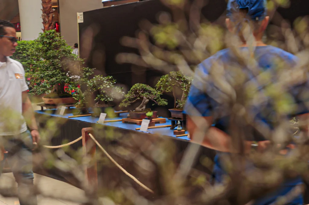 Exposición Nacional de Bonsái