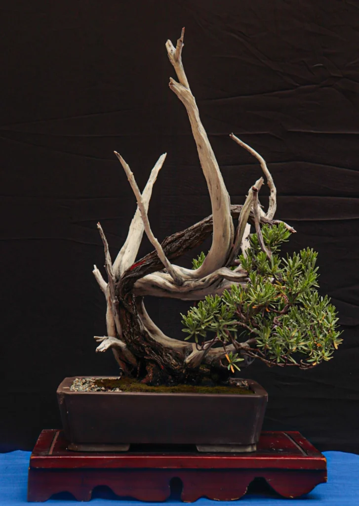 Exposición Nacional de Bonsái