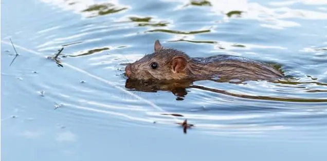 Salud Pública: casos de leptospirosis se triplican en 2026 y muertes suben de siete a 16